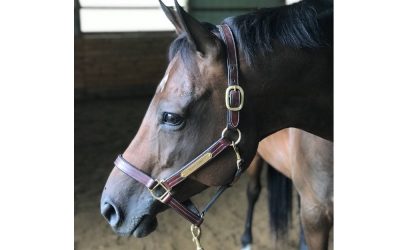 How An Ecogold Saddle Pad Helped Zoey Get Back In the Show Ring