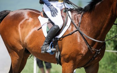 Heat Stress in Horses. What Are the Symptoms?