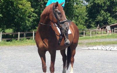 ECOGOLD Horses That Inspire: Suki, The Burn Survivor