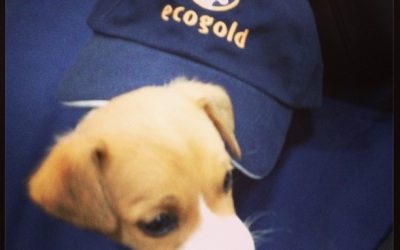 ECOGOLD, Loved by Puppies