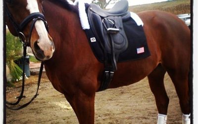 Diane Veltkamp’s Flashpoint D