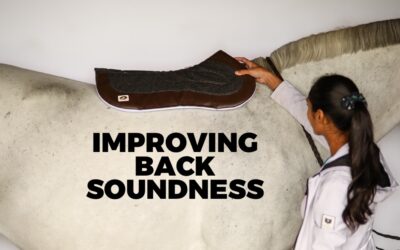 Improving Back Soundness for the Performance Horse