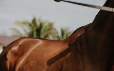How to Tell if Your Horse has a Sore Back