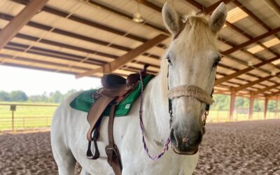 Best Saddle Pad for High-Wither Horses: How Ecogold Helped Jake Find Comfort