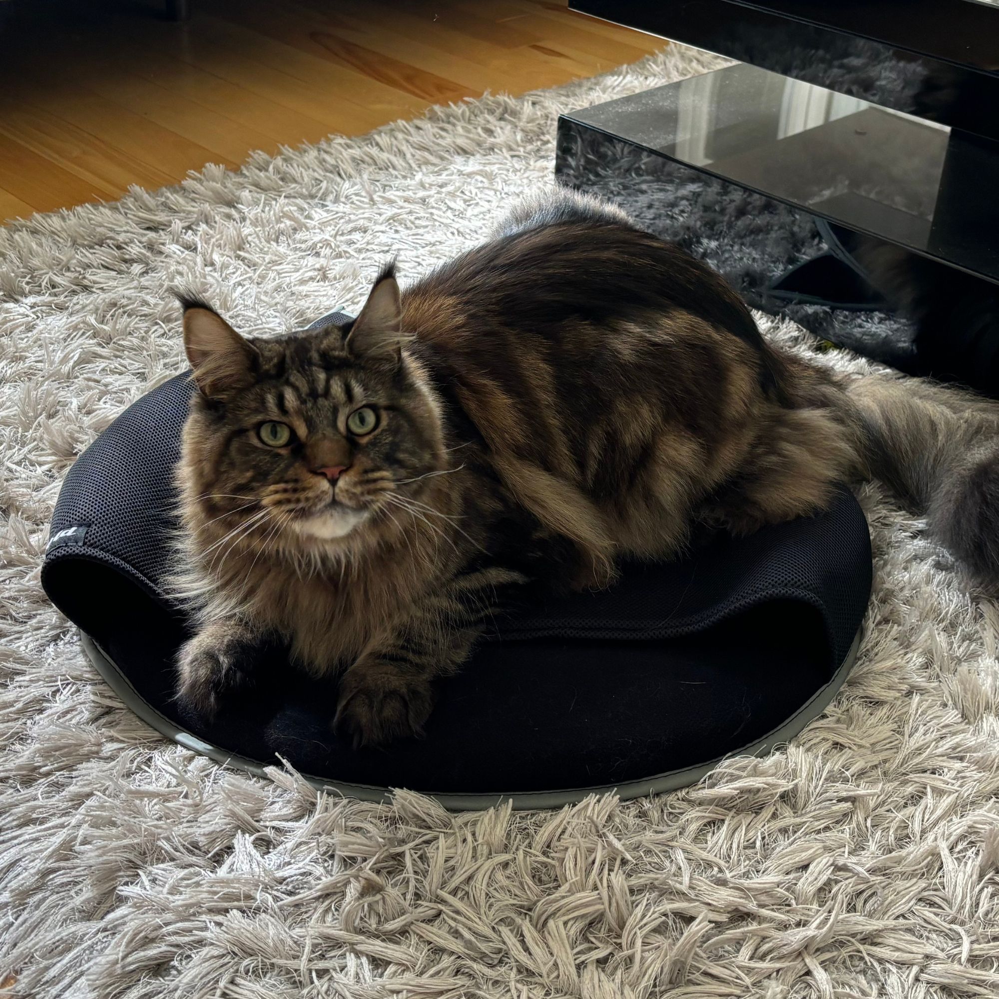 Custom cat beds hotsell